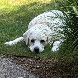 Meet your Posher, Jean